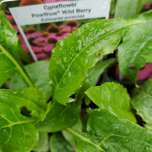 Load image into Gallery viewer, Echinacea &#39;Pow Wow Wildberry&#39; - Pow Wow Wildberry Coneflower
