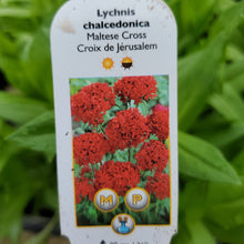 Load image into Gallery viewer, Lychnis chalcedonica - Maltese Cross
