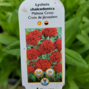 Lychnis chalcedonica - Maltese Cross