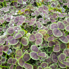 Load image into Gallery viewer, Trifolium repens ‘Atropurpureum’ - Black-Leaved Clover
