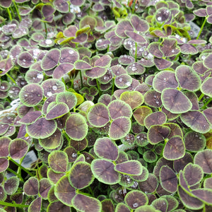 Trifolium repens ‘Atropurpureum’ - Black-Leaved Clover