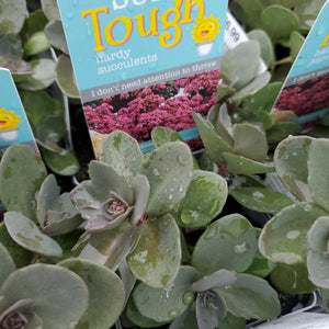 Sedum SUNSPARKLER® ‘Dazzleberry’ - SUNSPARKLER® Dazzleberry Stonecrop