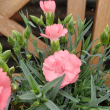 Load image into Gallery viewer, Dianthus Fruit Punch® &#39;Classic Coral&#39; - Classic Coral Pinks
