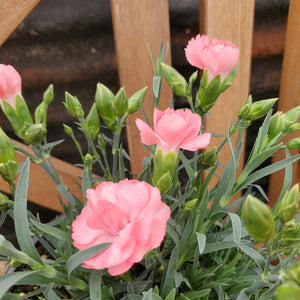 Dianthus Fruit Punch® 'Classic Coral' - Classic Coral Pinks