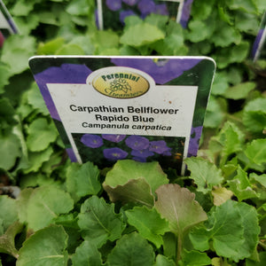 Campanula carpatica Rapido ‘Blue’ - Rapido Blue Carpathian Bellflower