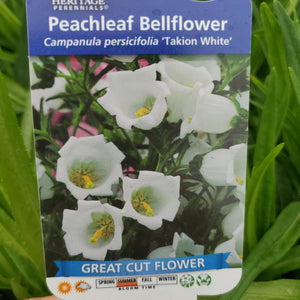 Campanula persicifolia ‘Takion White’ - Takion White Peachleaf Bellflower