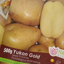 Load image into Gallery viewer, Seed Potato - Certified Organic - Yukon Gold
