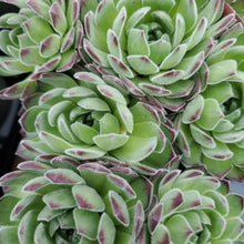 Load image into Gallery viewer, Sempervivum Chick Charms &#39;Sugar Shimmer&#39;

