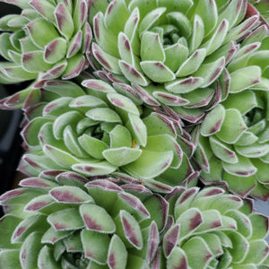 Sempervivum Chick Charms 'Sugar Shimmer'