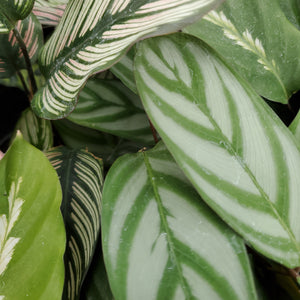 Calathea spp.