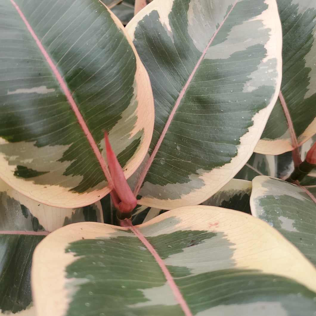 Ficus elastica 'Tineke' - Tineke Rubber Plant