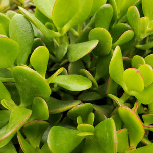 Jade