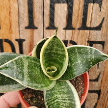 Load image into Gallery viewer, Sansevieria - Bird&#39;s Nest Snake Plant
