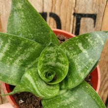 Load image into Gallery viewer, Sansevieria - Bird&#39;s Nest Snake Plant
