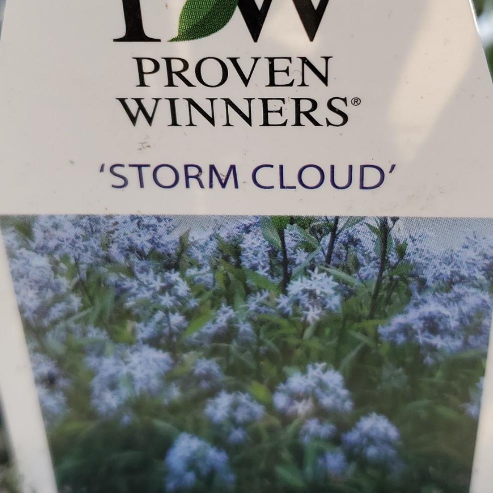 Amsonia taber. 'Storm Cloud' - Storm Cloud Blue Star