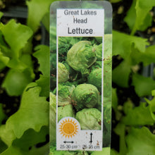 Load image into Gallery viewer, Lettuce, Head - Great Lakes

