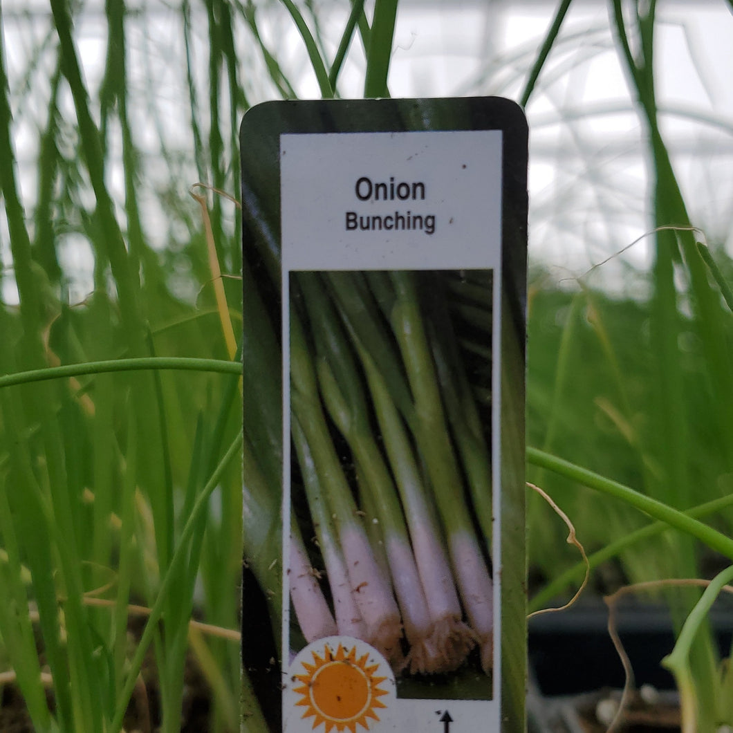 Onion - Bunching