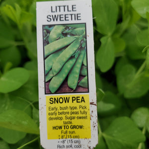 Peas, Snow - Little Sweetie