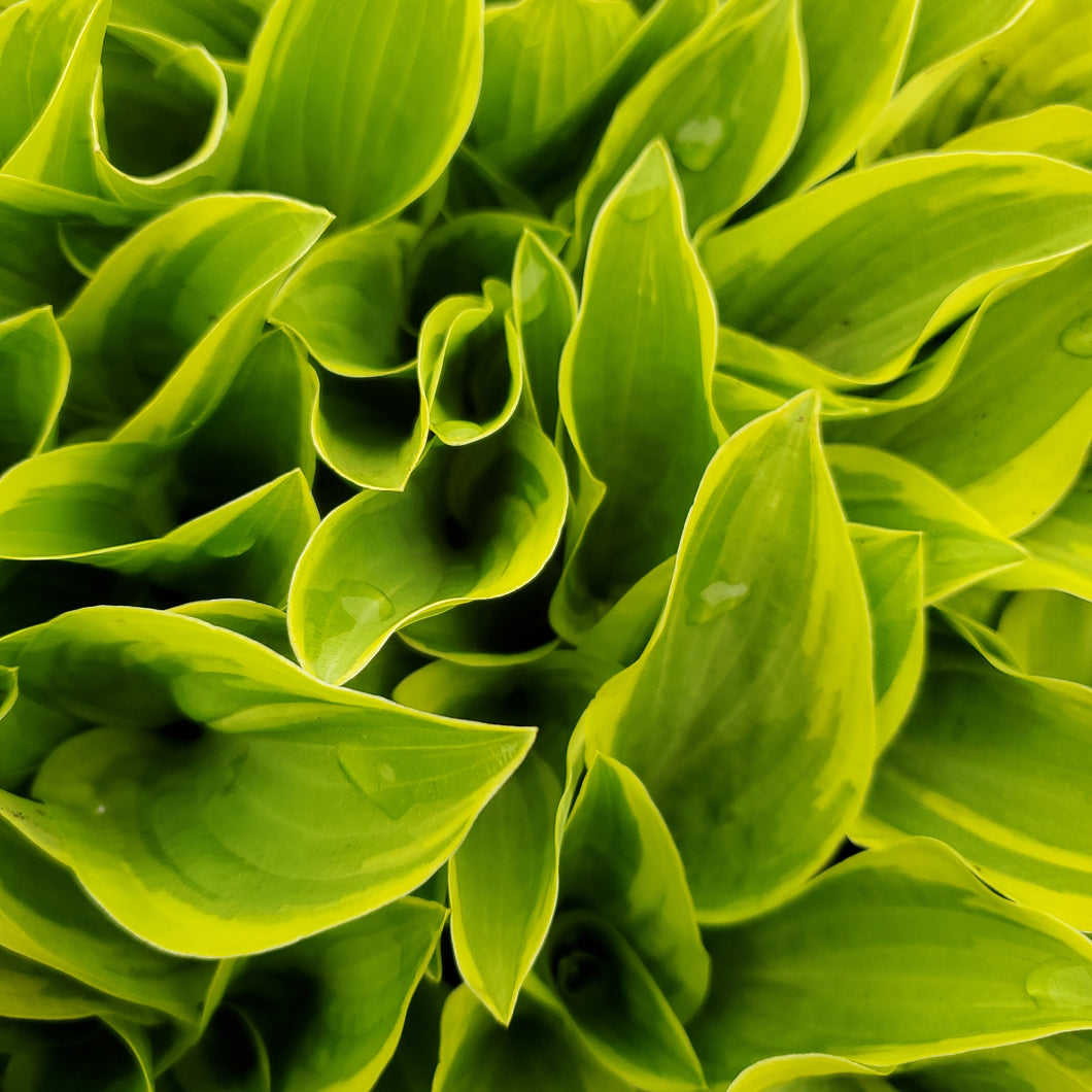 Hosta 'Golden Tiara' - Golden Tiara Hosta