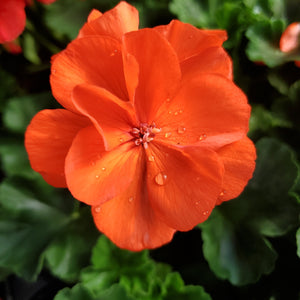 Geranium