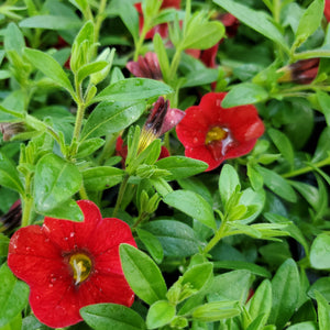 Calibrachoa, Cabaret® - Cabaret® Series Million Bells