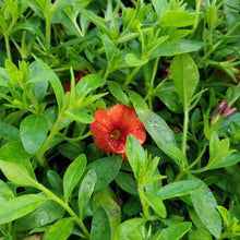 Load image into Gallery viewer, Calibrachoa, Cabaret® - Cabaret® Series Million Bells
