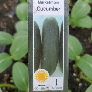 Cucumber - Marketmore