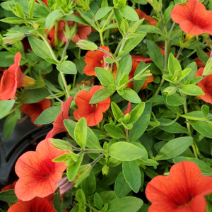 Calibrachoa, Cabaret® - Cabaret® Series Million Bells