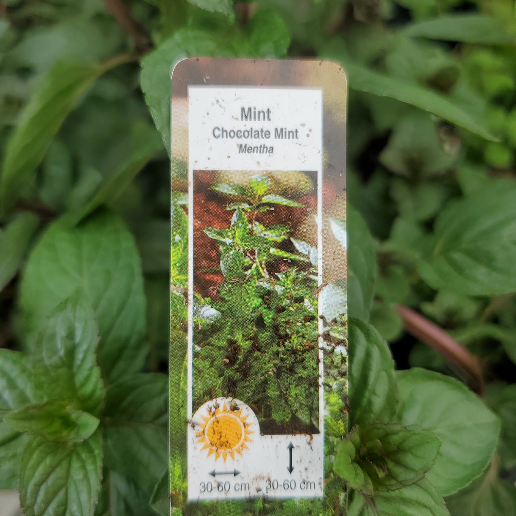 Mint, Chocolate - Mentha x Piperita