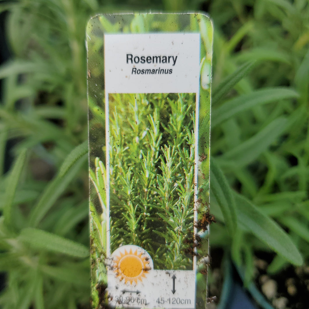 Rosemary, BBQ - Rosmarinus Officinalis