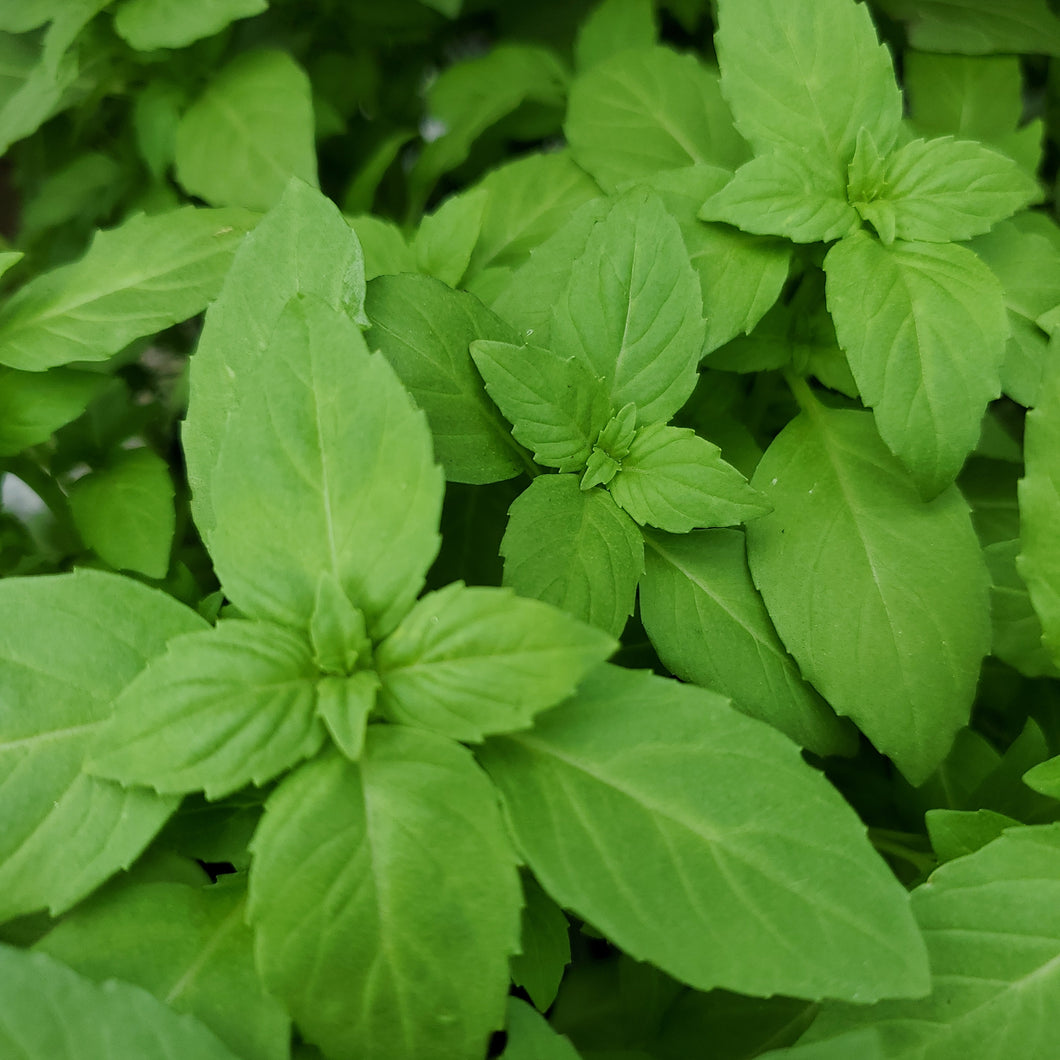 Basil - Small Leaf