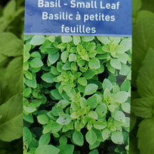 Load image into Gallery viewer, Basil - Small Leaf
