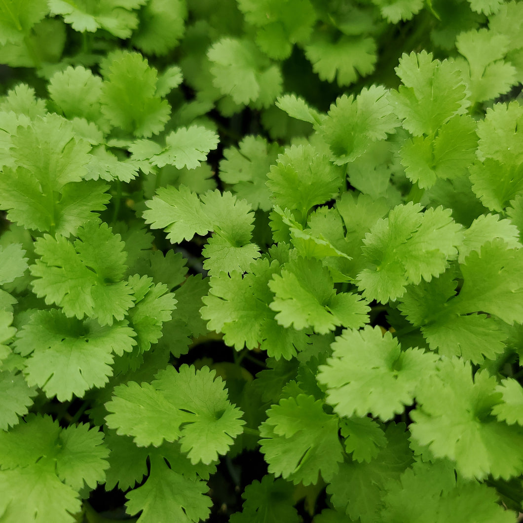 Cilantro/Coriander - Certified Organic
