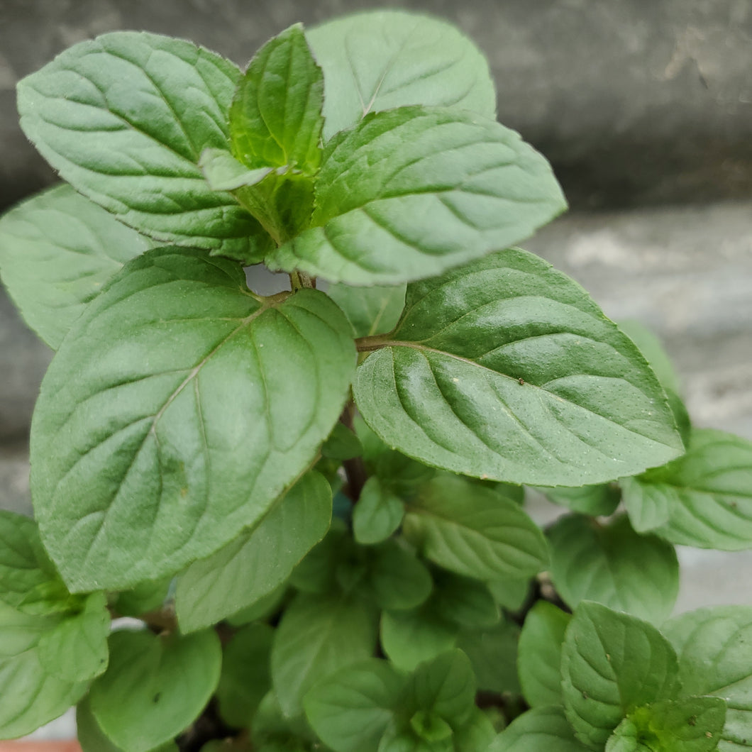 Mint - Peppermint