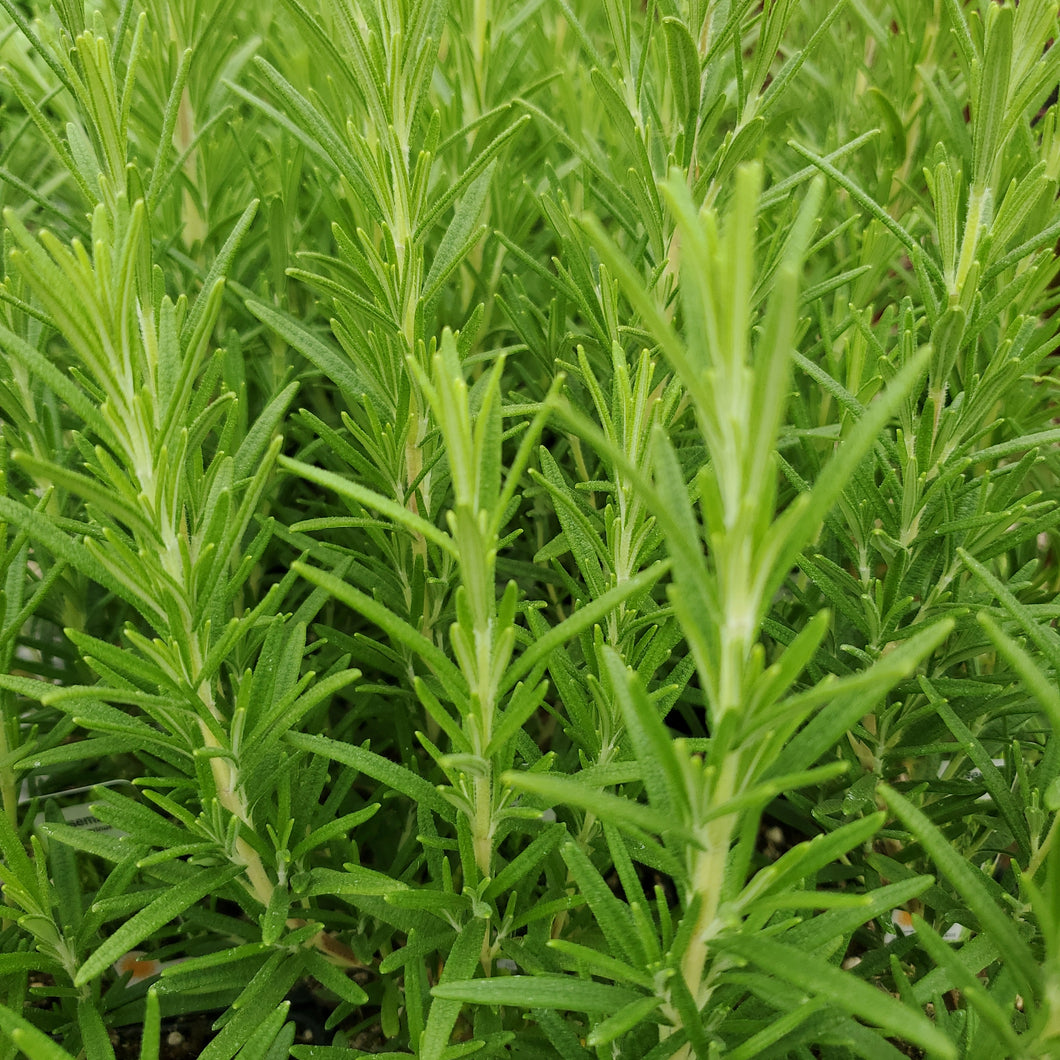 Rosemary