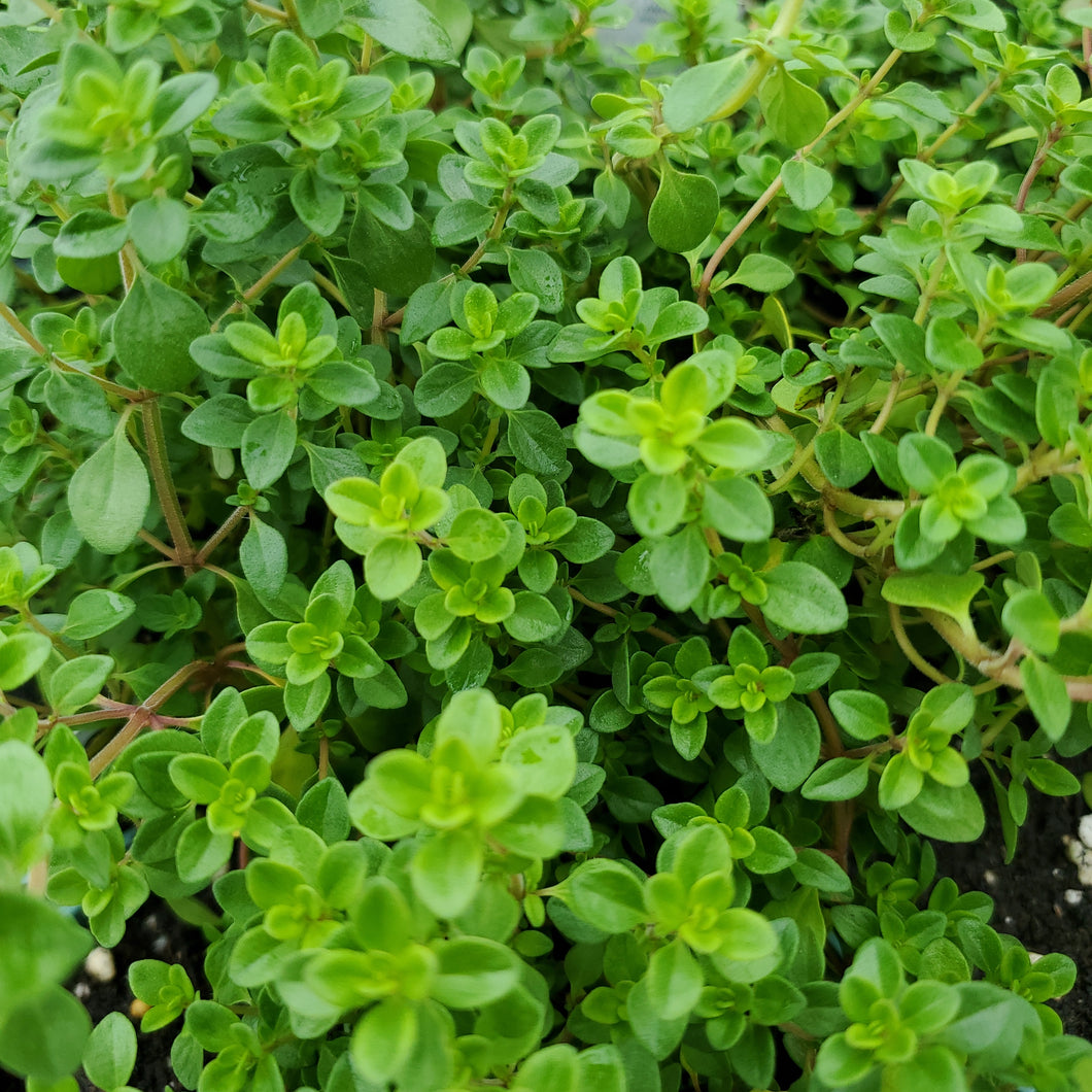 Thyme - Lemon