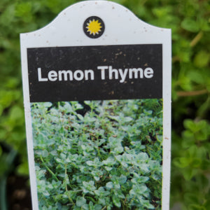 Thyme - Lemon