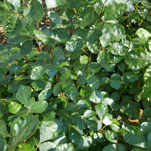 Load image into Gallery viewer, Rhus aromatic &#39;Gro-Low&#39; - Gro-Low Fragrant Sumac
