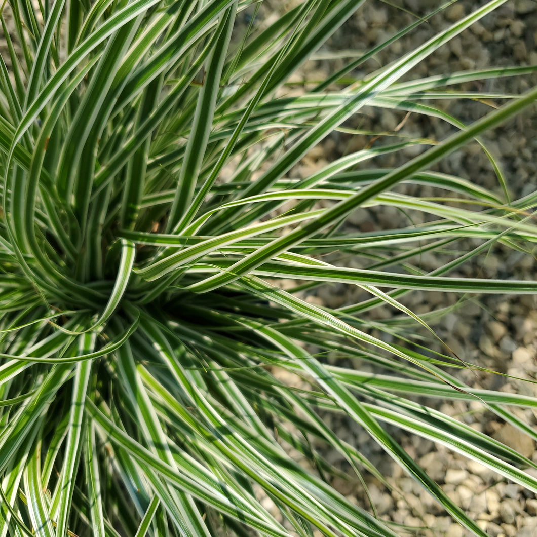 Carex oshimensis 'EverColor® Everest' - EverColor® Everest Sedge