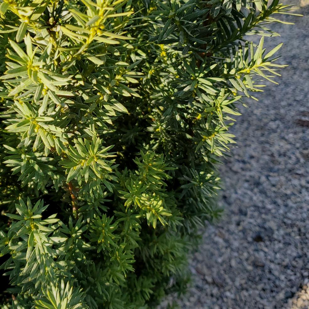Taxus x media 'Hillii' - Hill's Yew