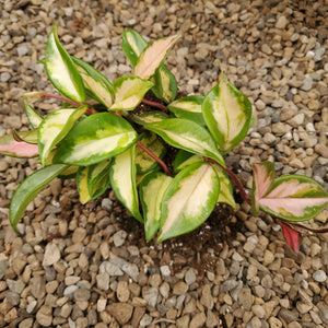 Hoya carnosa 'Variegata' - Variegated Hoya