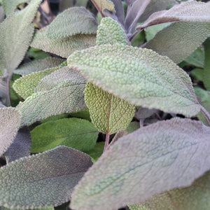 Salvia Officinalis - Purple Sage