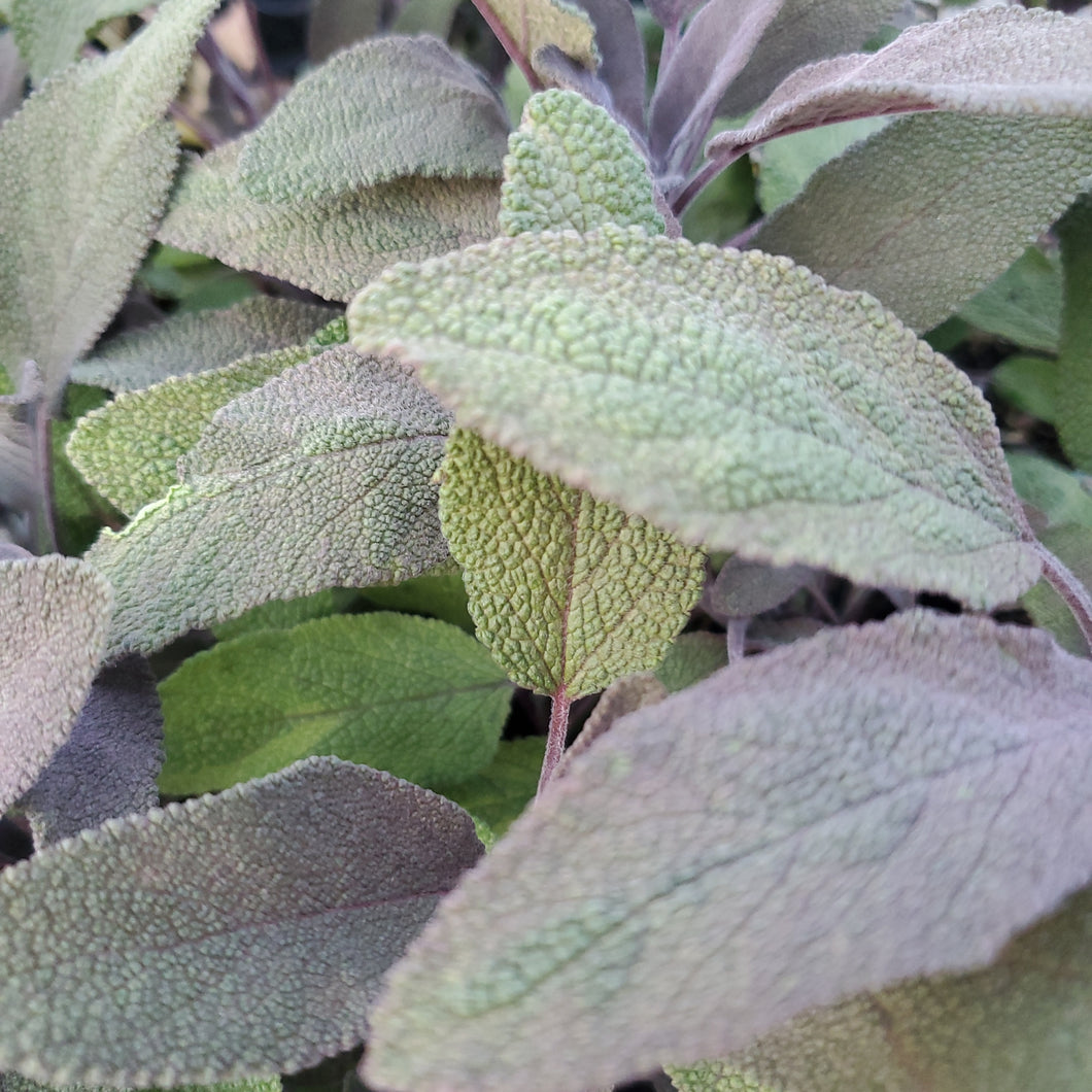 Salvia Officinalis - Purple Sage