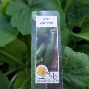 Zucchini - Green