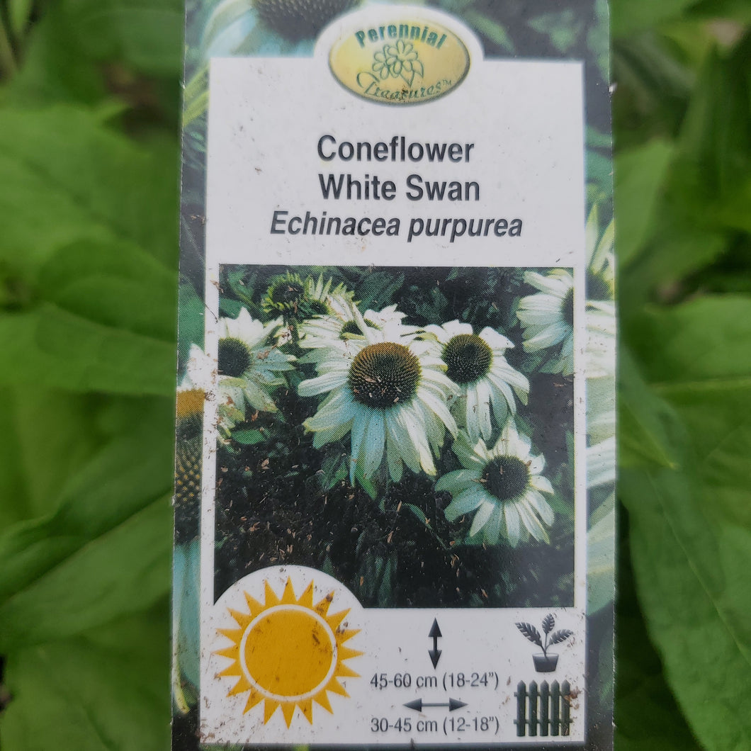 Echinacea 'White Swan' - White Swan Coneflower
