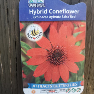 Echinacea Sombrero® 'Salsa Red' - Sombrero® Salsa Red Echinacea