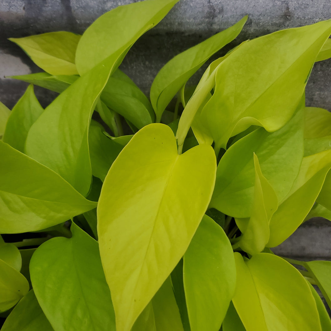 Epipremnum 'Neon' - Neon Pothos
