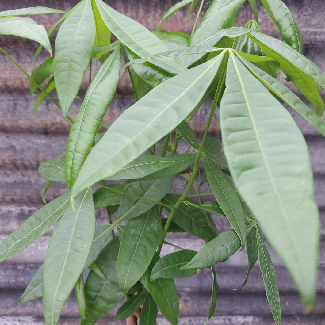 Pachira aquatica - Money Tree