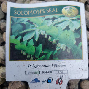 Polygonatum biflorum - Soloman's Seal