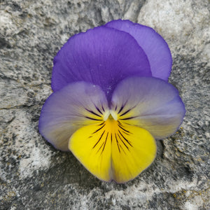 Pansy, Cool Wave